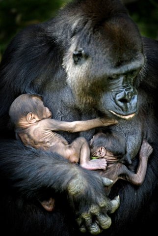 Some of the most popular portraits we publish are of animals. A tender moment is captured as new born gorilla twins are held close in their mother's arms at the Burgers Zoo in Arnhem, Netherlands.