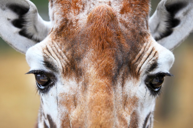 In the blink of an eye: the giraffes at Whipsnade Zoo in Bedfordshire are moved into their new enclosure complete with a custom-built, high viewing platform.