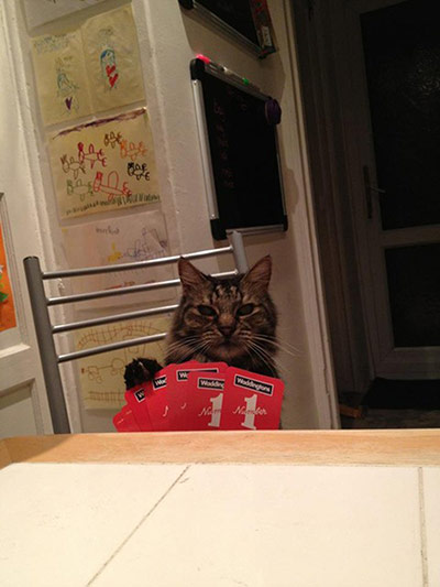 Pet human lookalikes: cat playing poker