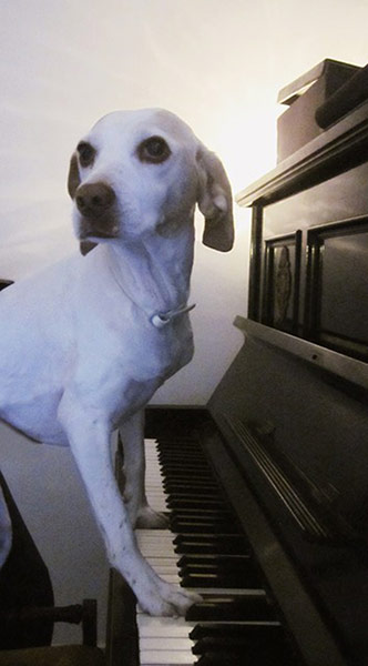 Pet human lookalikes: dog playing the piano