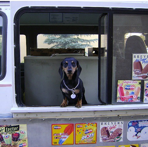 Pet human lookalikes: dog selling ice cream