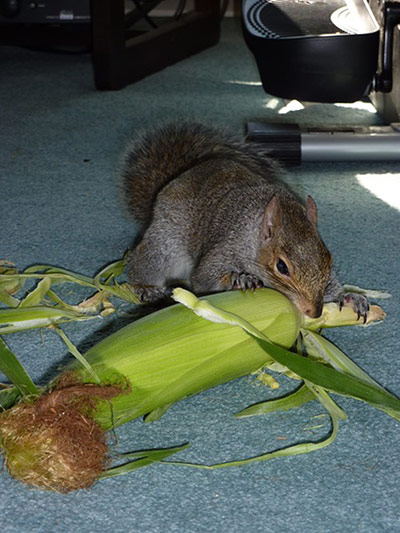 Pet human lookalikes: squirrel eating corn