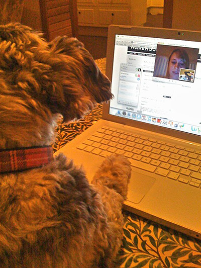 Pet human lookalikes: dog on laptop