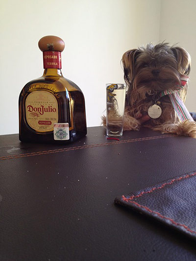 Pet human lookalikes: dog drinking alcohol