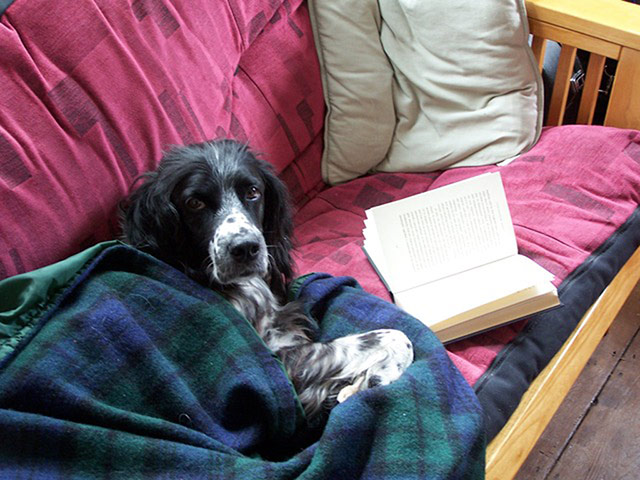 Pet human lookalikes: dog reading under blanket