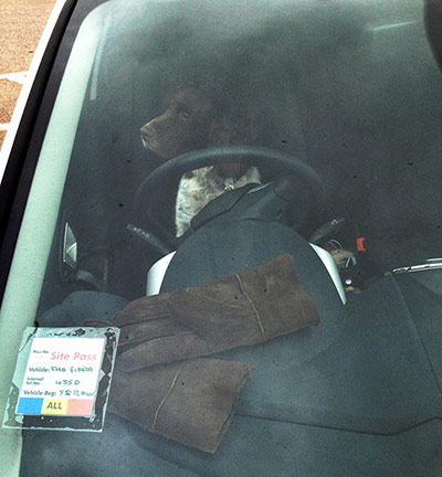 Pet human lookalikes: dog in driving seat