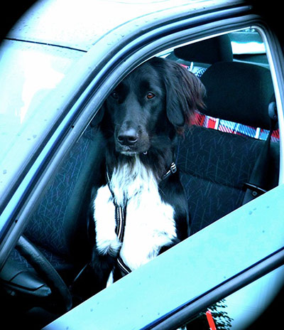 Pet human lookalikes: dog driving car