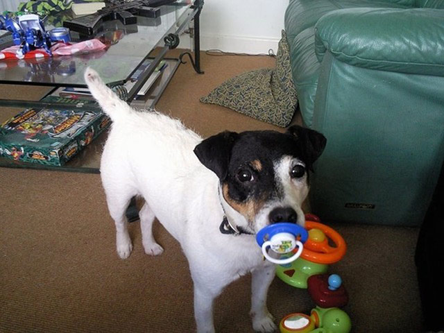 Pet human lookalikes: dog with dummy