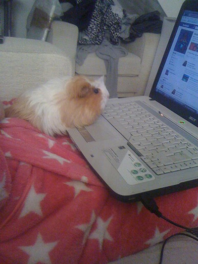 Pet human lookalikes: guinea pig on facebook