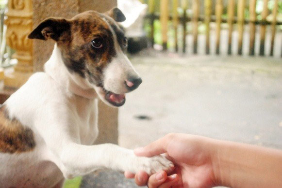 Pet human lookalikes: dog shaking hand