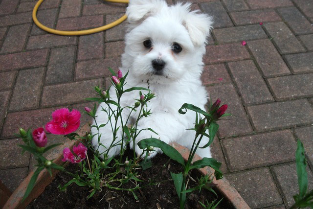 Pet human lookalikes: dog gardening