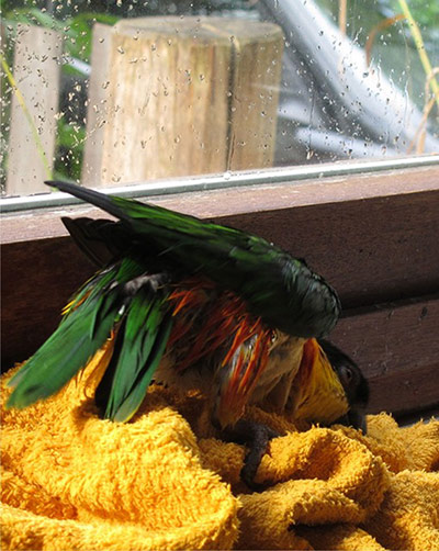 Pet human lookalikes: parrot drying itself