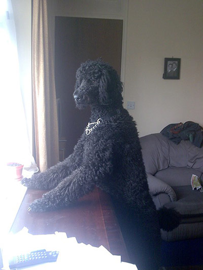 Pet human lookalikes: dog waiting for postman