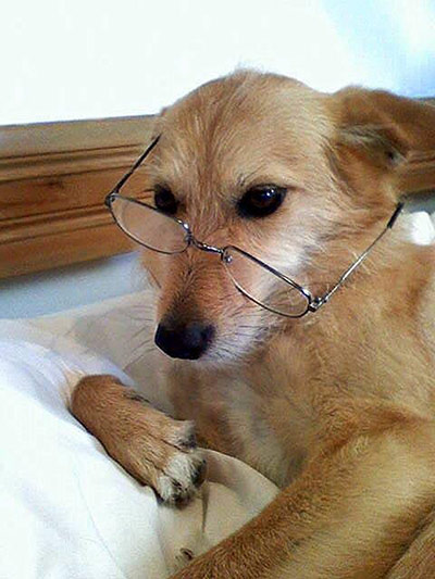Pet human lookalikes: dog with reading glasses