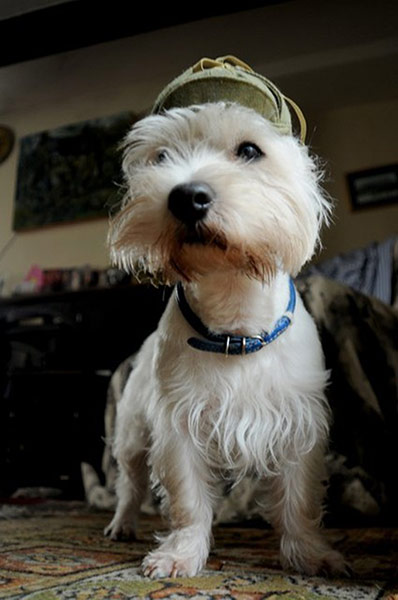 Pet human lookalikes: dog wearing a hat