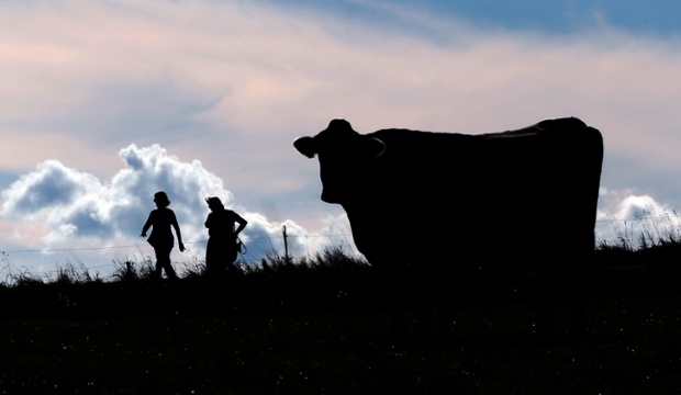 The cows are still in the meadow near Seeshaupt in Germany as forecasters predict mild weather for the end of this week.