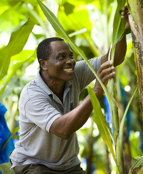 Banana farmer