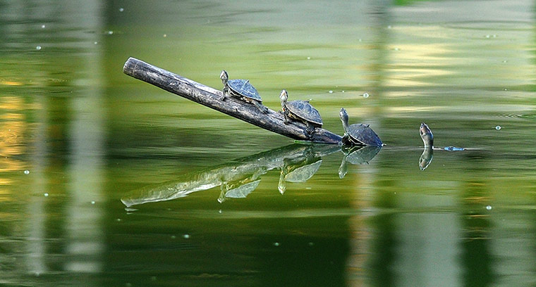 Week in wildlife: Turtles In Guwahati, India