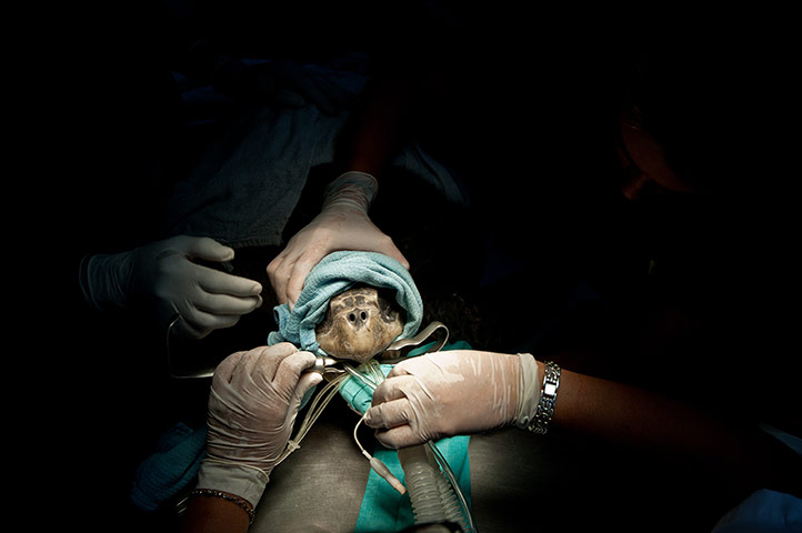 Week in wildlife: Galapagos green turtle surgery