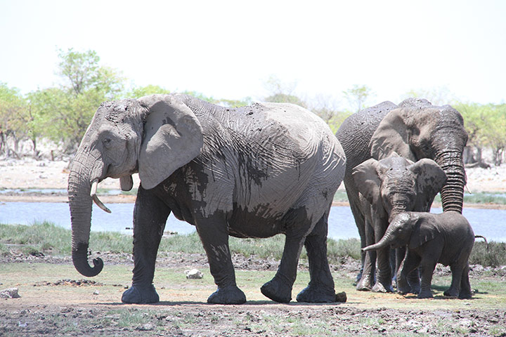 Week in wildlife: Elephants at Etosha National Park