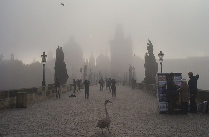 Week in wildlife: A swan on the Charles Bridge