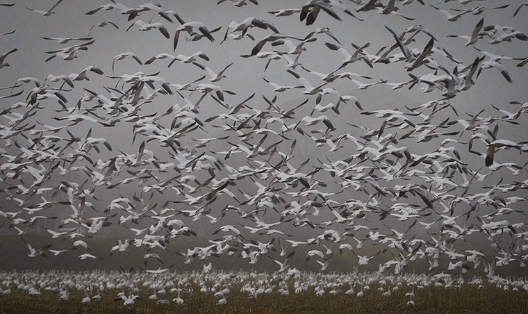 Week in wildlife: Migrating Snow Geese In Richmond, Canada