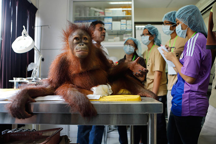 Week in wildlife: Orangutan at a blood collection centre