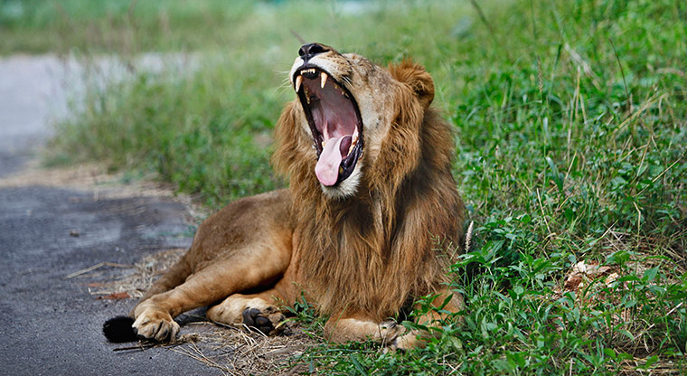 Week in wildlife: Yawning lion in India