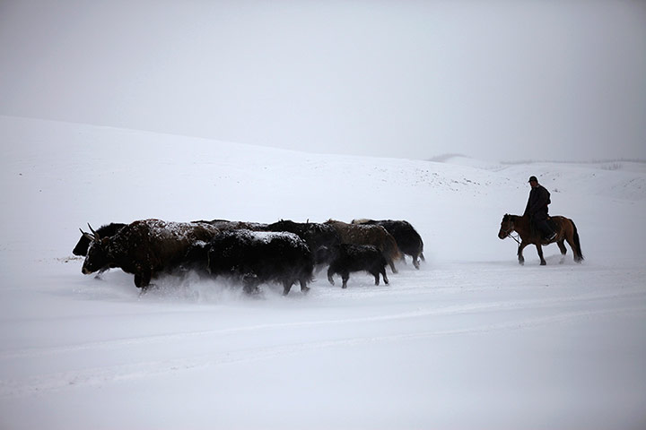 Week in wildlife: Yaks in the snow in Mongolia