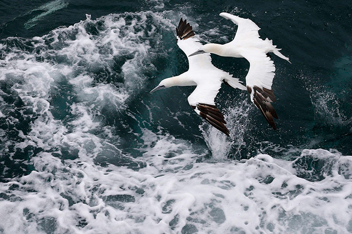 Week in wildlife: Northern Gannet off the coast of Calais