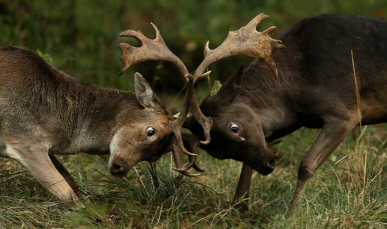 Week in wildlife: Fallow deer lock antlers in Dublin