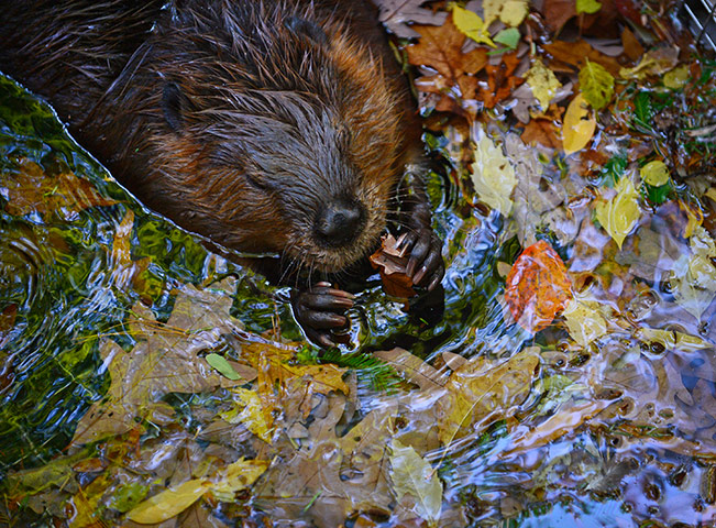 Week in wildlife: Beaver eats leaves in DC