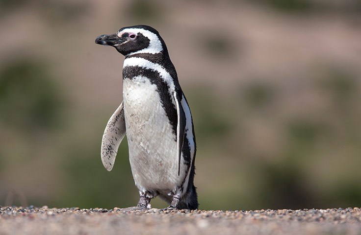 Week in wildlife: Penguina at the Punta Tombo Reserve In Argentina