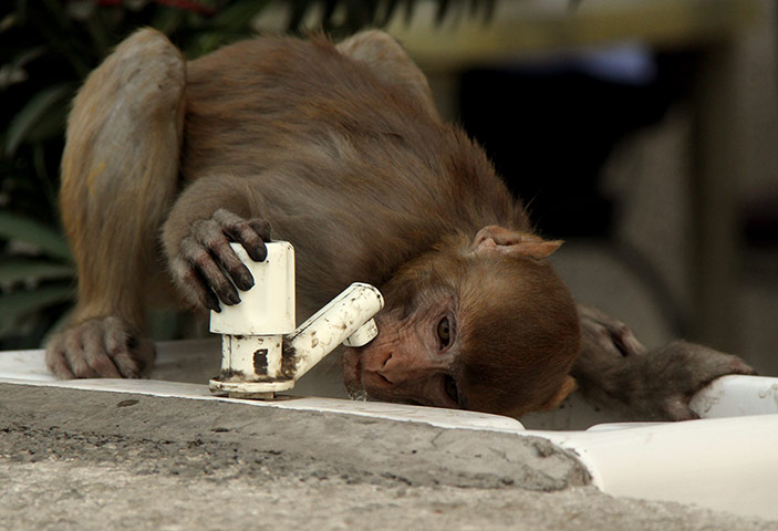 Week in wildlife: Monkey drinks from a tap in New Delhi