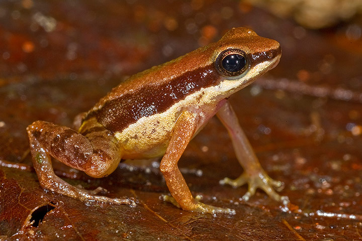 Week in wildlife: Posion dart frog discovered in Guyana