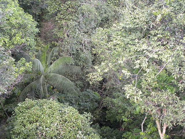 Trees of the Amazon : Huasaí or palmito (euterpe precatoria)