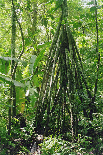 Trees of the Amazon : Walking palm or cashapona (socratea exorrhiza)