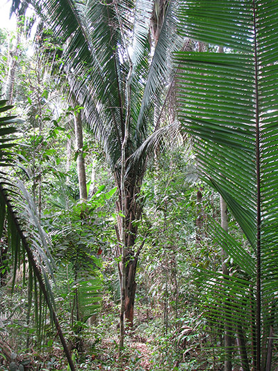Trees of the Amazon : Palla, conta or shapaja (attalea butyracea)