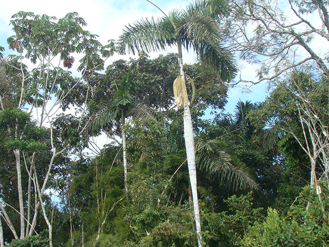 Trees of the Amazon : Barrigona, pona or huacrapona (iriartea deltoidea)