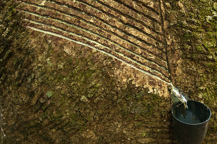 Trees of the Amazon : Shiringa, jebe débil fino, or caucho (hevea brasiliensis)