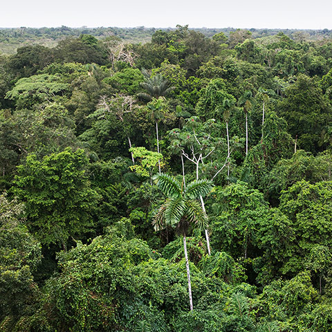 Trees of the Amazon : Aerial view of the Amazon rainforest