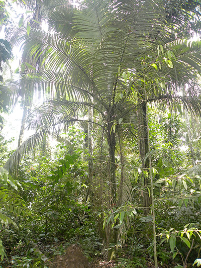 Trees of the Amazon : Huicungo (astrocaryum murumuru)