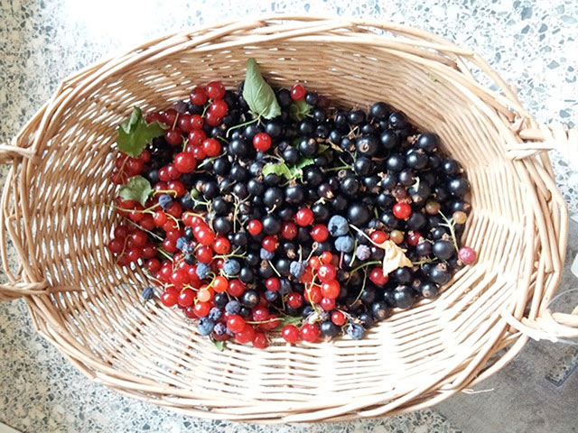 Food origins: Currants