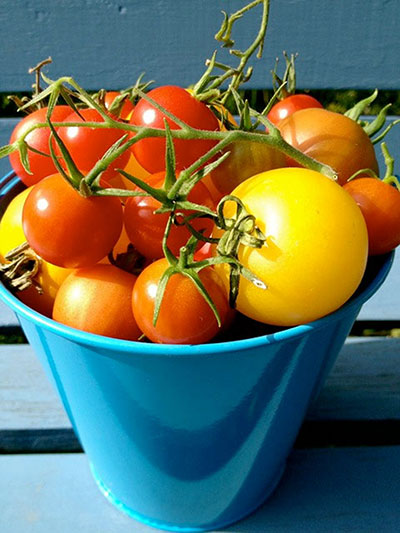 Food origins: tomatos