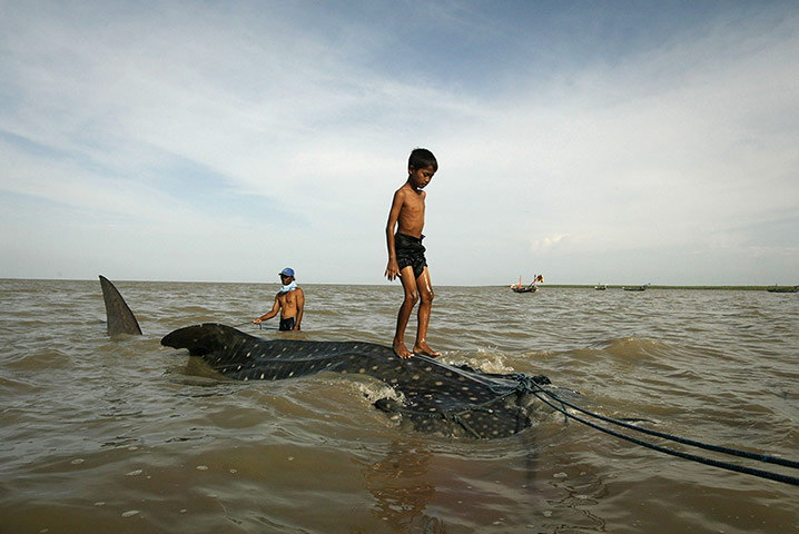 20 Photos: A youth stands on a a whale shark towed
