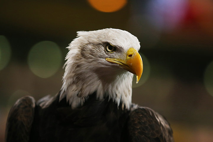 20 Photos: Mascot eagle Kayla waits before the match between Crystal Palace and Fulham