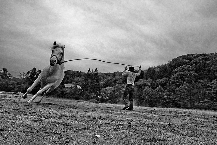 Fukushima horses: He and his daughter Miwa aged 27 train horses to for TV commercials, drama,