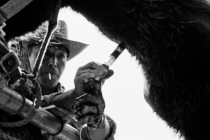 Fukushima horses: Hosokawa collects blood to test a horse for internal exposure