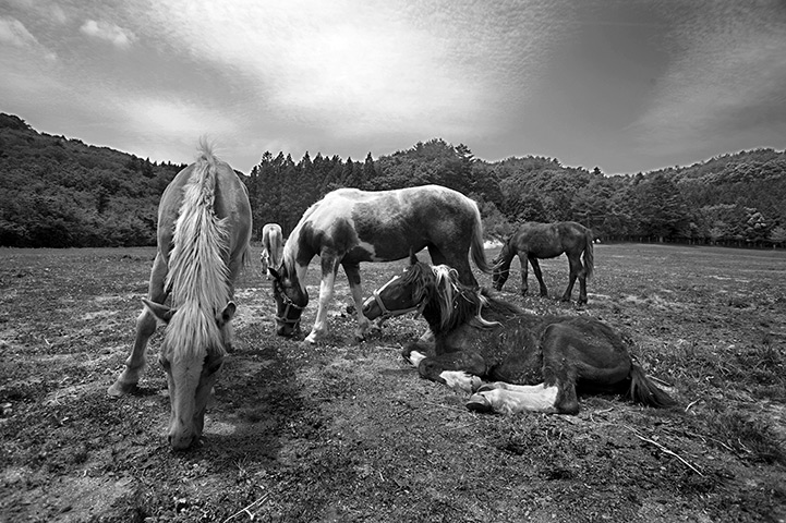 Fukushima horses: Restration of Fukushima