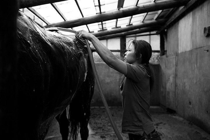 Fukushima horses: 